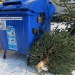 Druhé lednové pondělí začne ve Zlíně sběr vánočních stromků