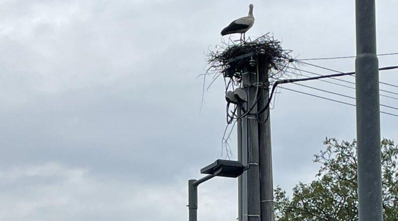 Čapí hnízdo ve Štípě: Přírodní atrakce láká místní i přespolní 1 čápi ve Štípě