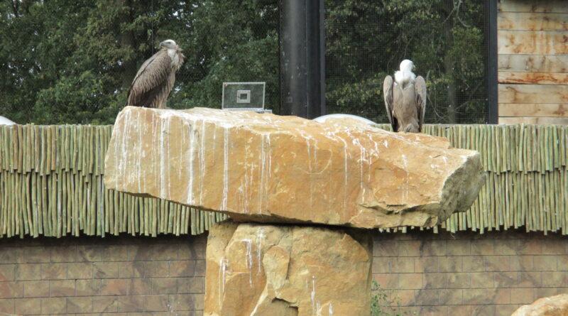 Den Japonska v japonské zahradě Mu-Shin v ZOO Zlín-Lešná 1 Den Japonska