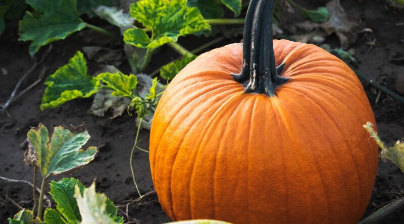 Jednoduchá dýňová marmeláda 1 dýňová marmeláda