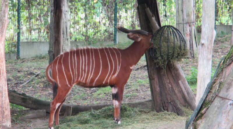 automatické pokladny