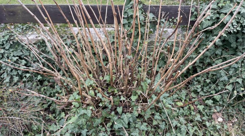 Hortenzie: Jak ji správně ostříhat, aby krásně kvetla 1 hortenzie